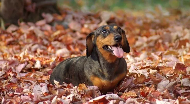 A dachshund dog