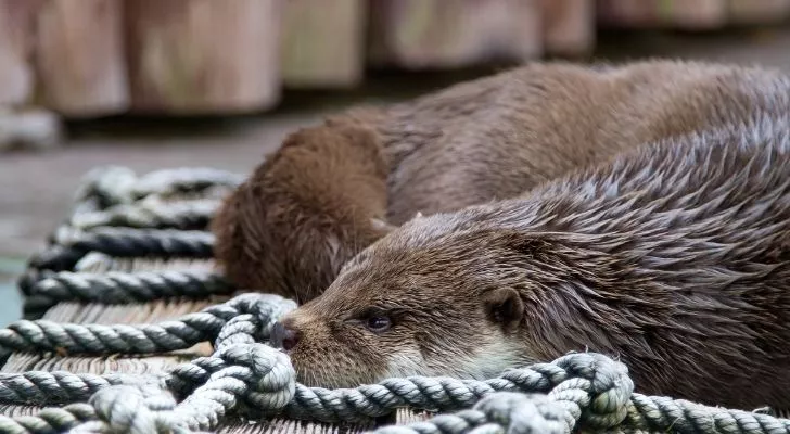 An otter on a net