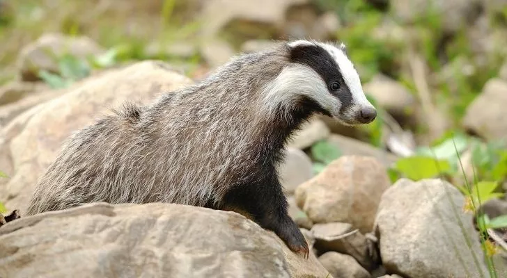 Badgers don't hibernate