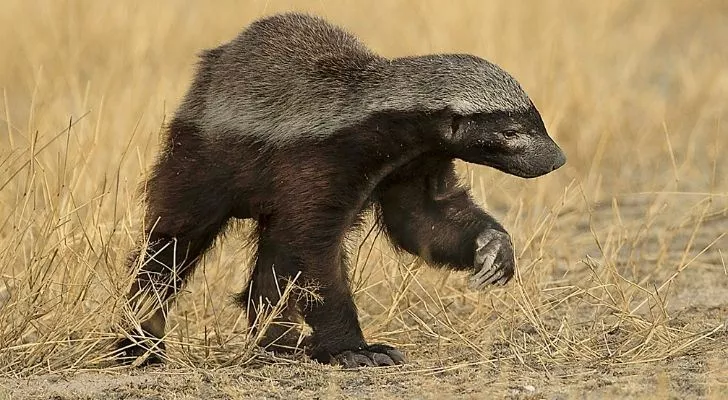 The honey badger is a fierce animal