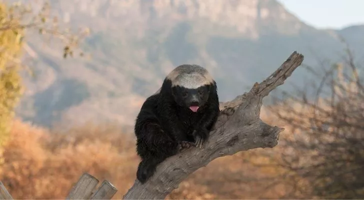 A honey badger in a tree