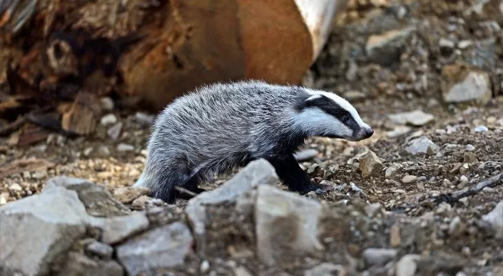 A small badger walking