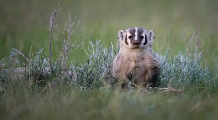 A badger standing in the grass