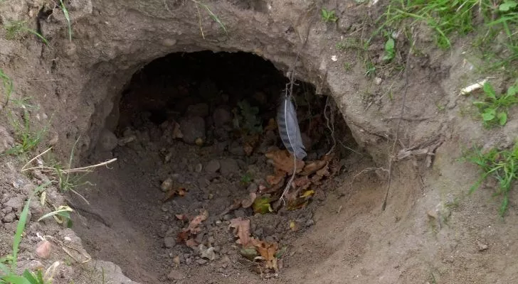A burrow made by badgers