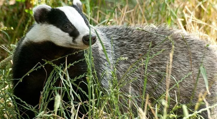 A UK badger walking in long grass