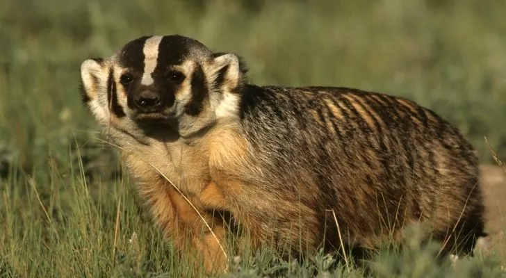 An adorable badger