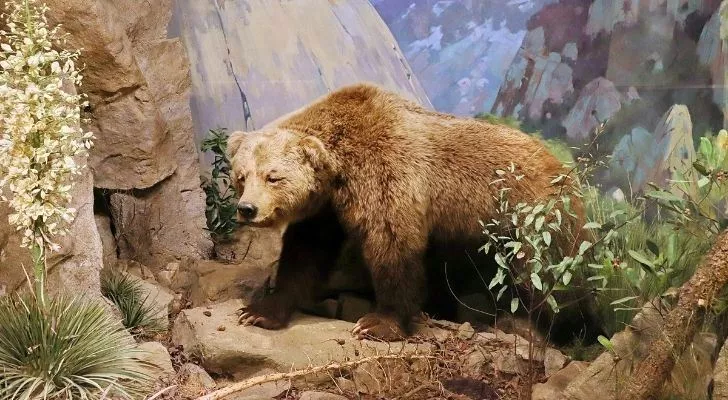 A Californian brown grizzly bear