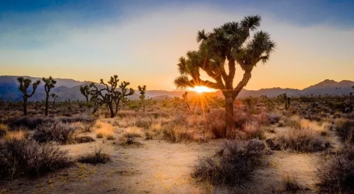 Joshua Tree National Park landscape with the sun setting in the background