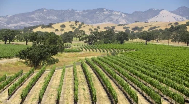 Wine country in California