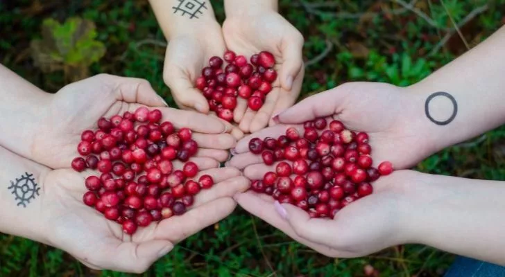 Three people holding cranberries in their hands