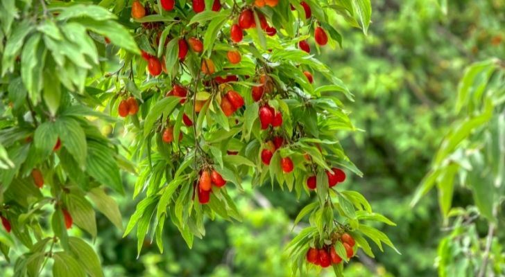 A cranberry bush