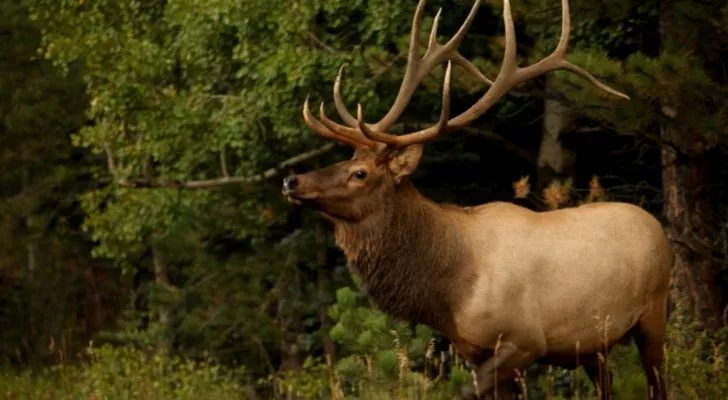 A stunning elk in the Kentucky wild