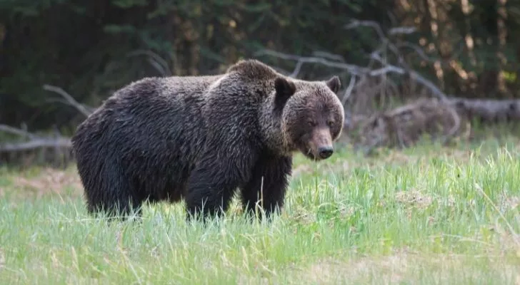 A fierce looking grizzly bear