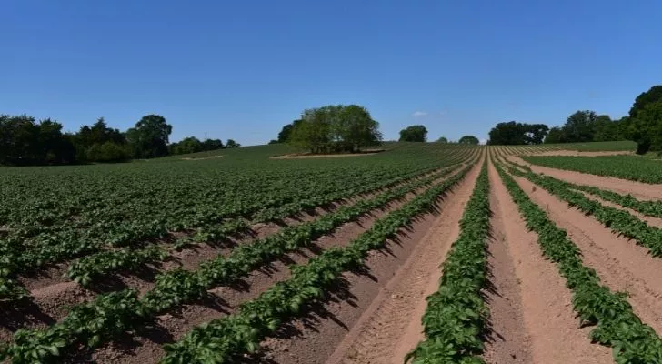 Rows of potato crops
