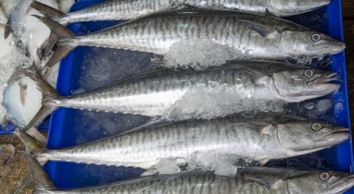 Cinco peces caballa sobre hielo