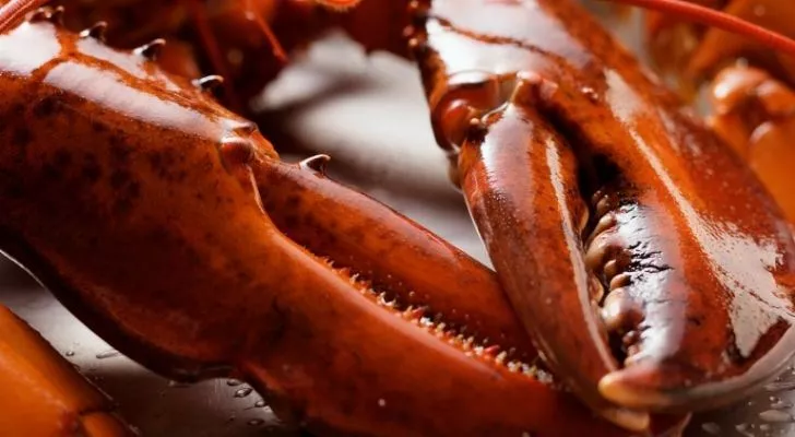 A closeup of lobster claws