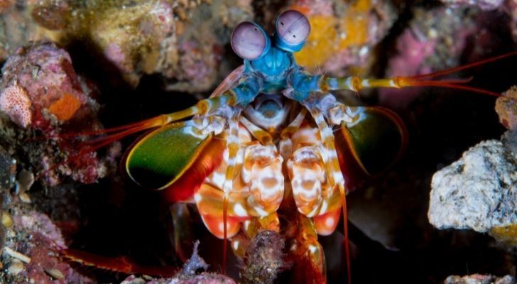 Un colorido camarón mantis.