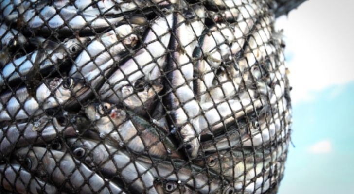 Muchos peces atrapados en una red de pesca.