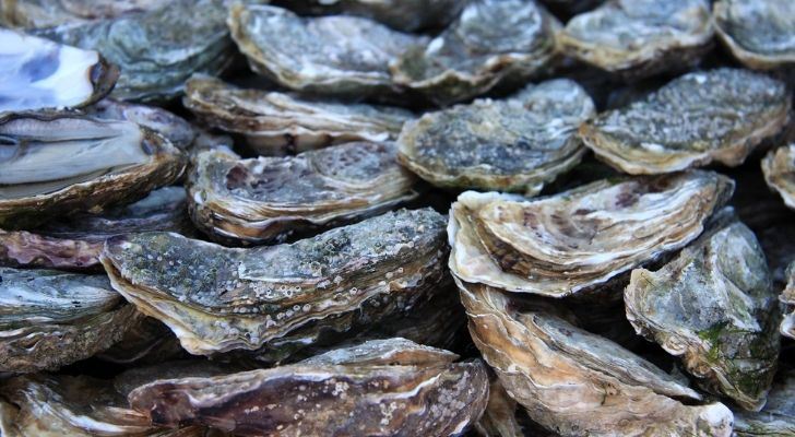 Muchas ostras se esconden en sus conchas