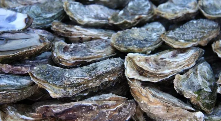 Many oysters hiding in their shells