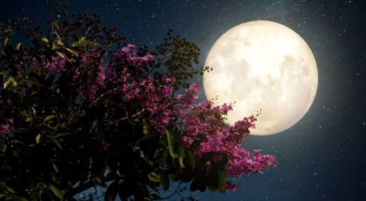 The full moon of June with a blossoming tree in front of it
