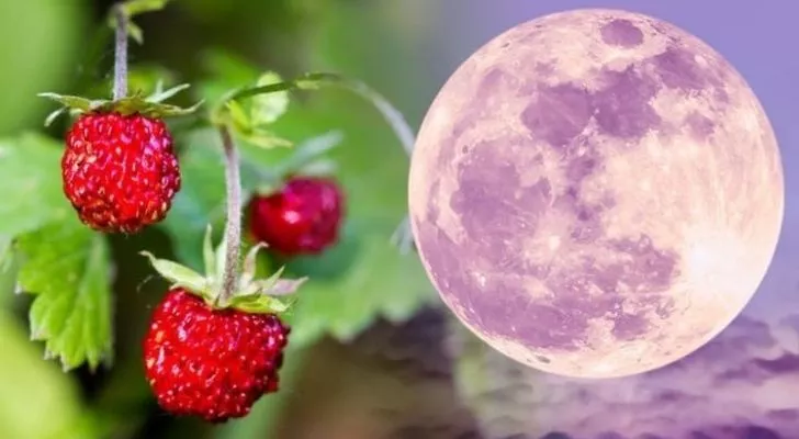 A pink colored moon on the right with strawberries on the left