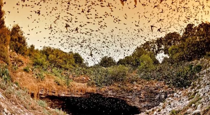 Countless bats flying around Bracken Cave