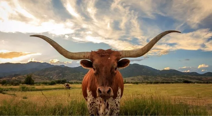 A bull on a field with a beautiful Texas landscape behind him