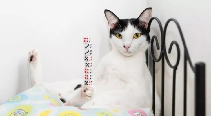 Bibi the cat balancing ten dice