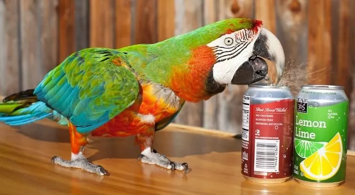 Zac the macaw opening soda cans