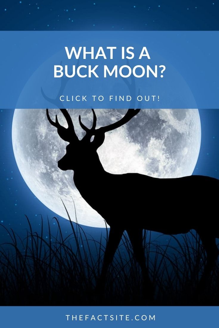 What Is A Buck Moon? The Fact Site