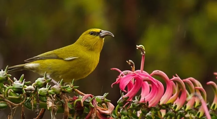 A little yellow bird at risk of extinction in Hawaii