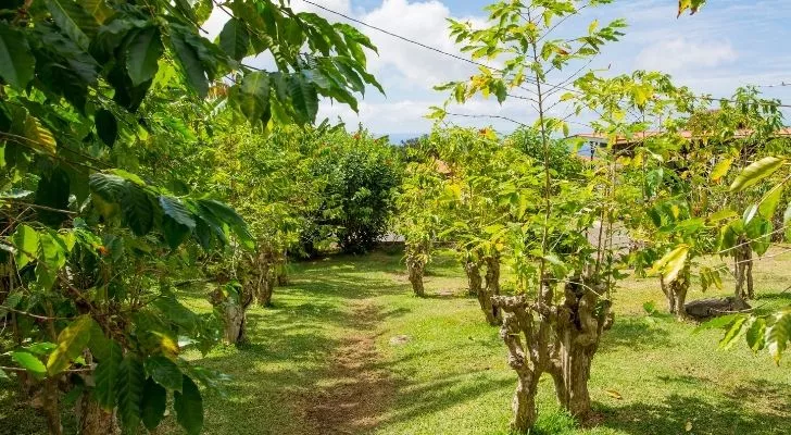 A coffee plantation in Hawaii