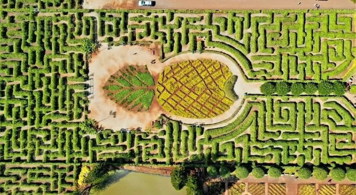 The massive Dole Pineapple Plantation Maze