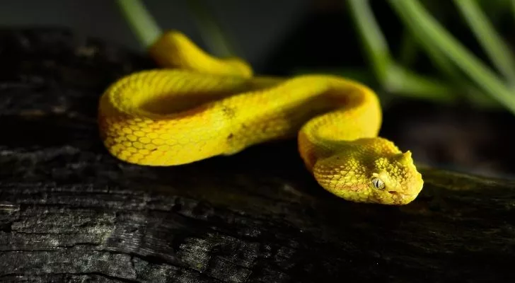 A slithering yellow snake