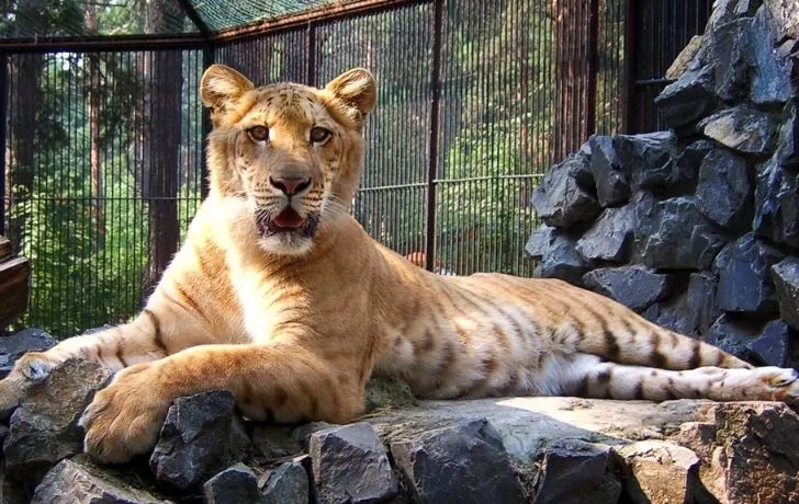 Hercules - the world's largest cat