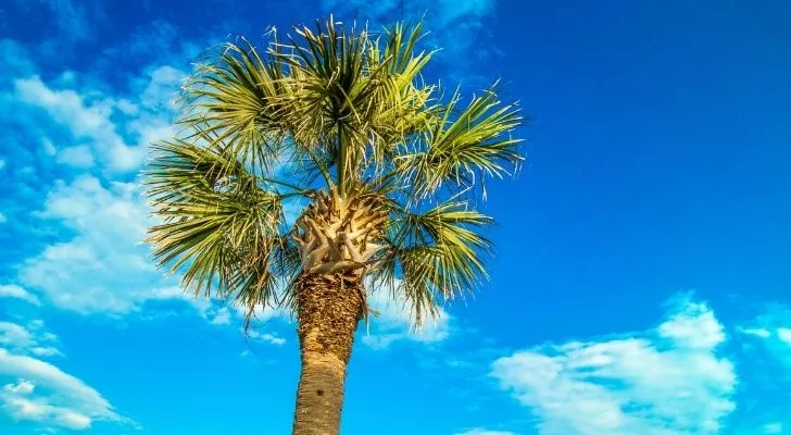 A palmetto tree with a blue sky behind it