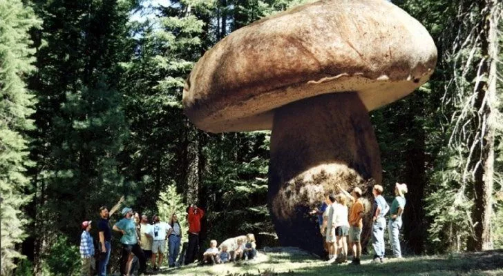A huge mushroom