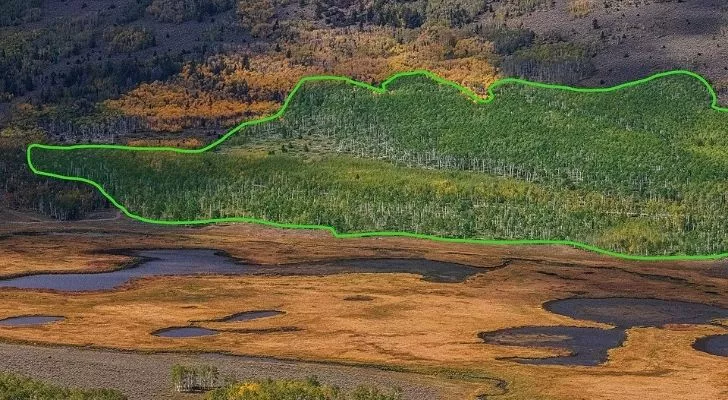 A birds-eye view of how large the Pando tree organism is