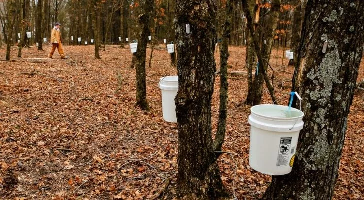 Maple trees collecting sap to make syrups