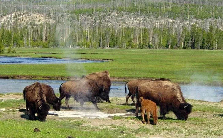 Bison animals at Yellowstone National Park