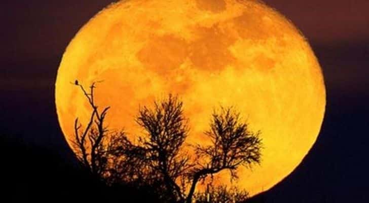 La gran luna de castor brillante