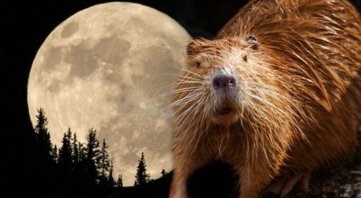 Un castor y la luna del castor