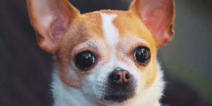 10 Chill Facts About Chihuahuas