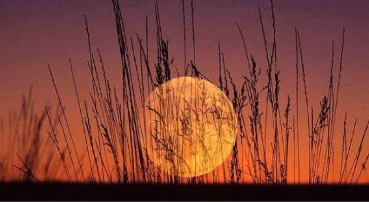A Corn Moon low in the sky with wheat in the foreground