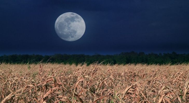 A corn field with the Corn Moon above the sky
