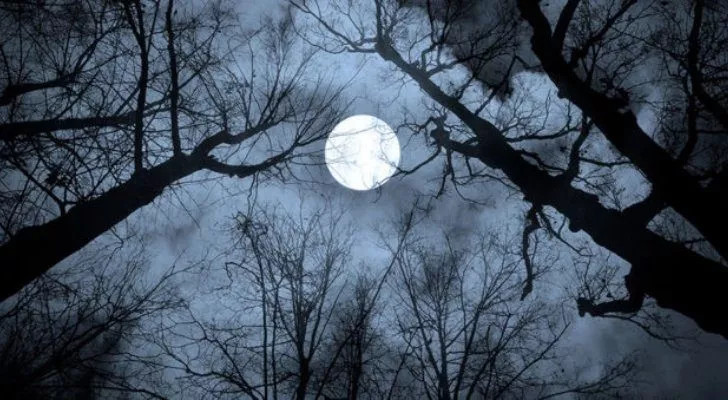 The Hunters Moon as seen through trees