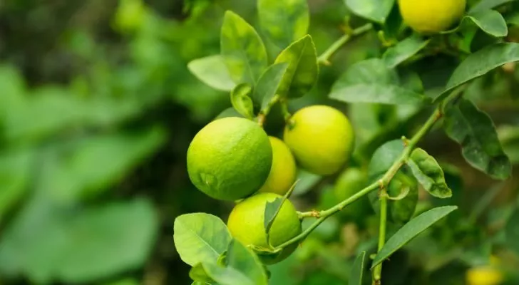 Limes growing on a tree