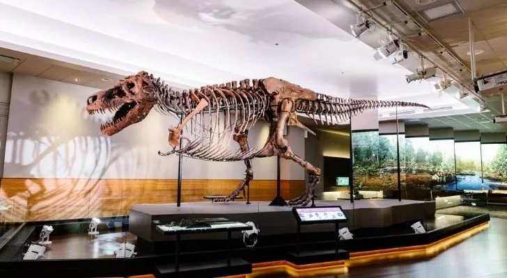 The skeleton of Sue the T-Rex.