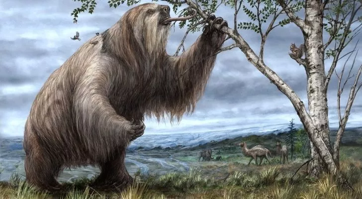 The giant sloth of West Virginia